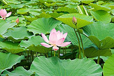 NFT平台谴责《我的世界》禁令 决定自制新游戏取代